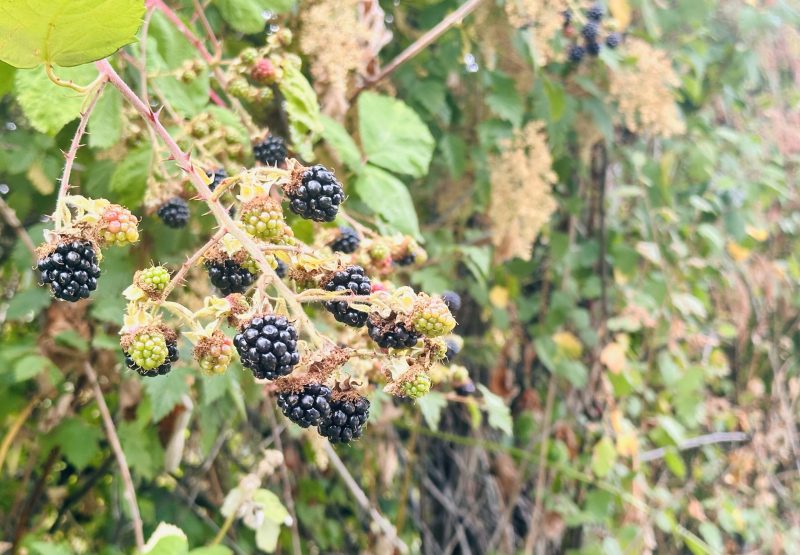 Blackberry Picking in the Cowichan Valley