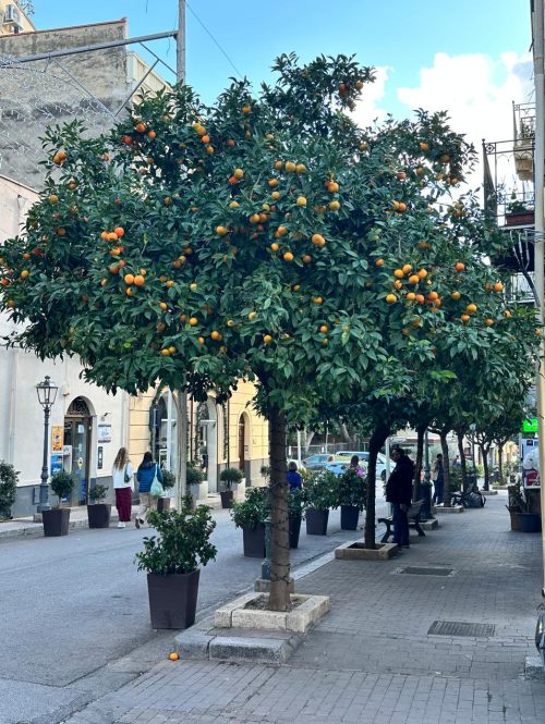 Citrus Tree in Bloom