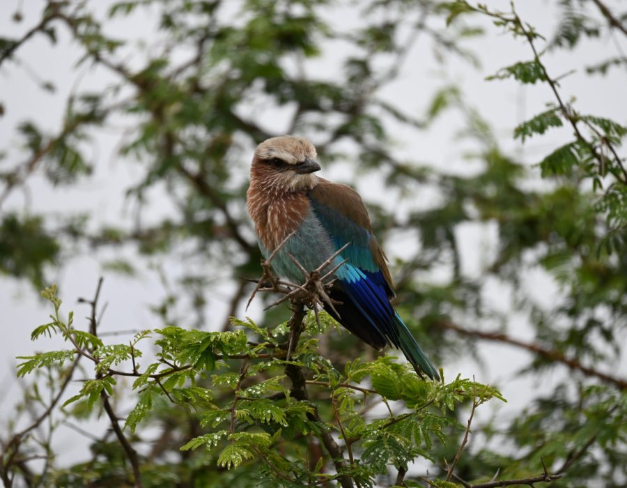 Kruger National Park; South Africa