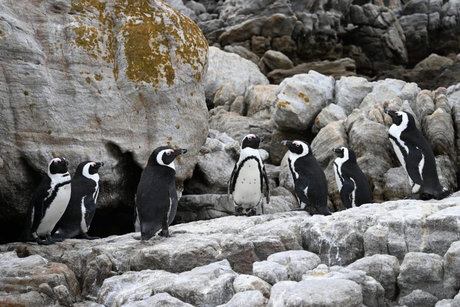 Penguins in Betty's Bay; South Africa