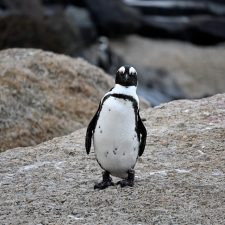 Africa penguin at Seaforth Beach; Simon's Town, South Africa
