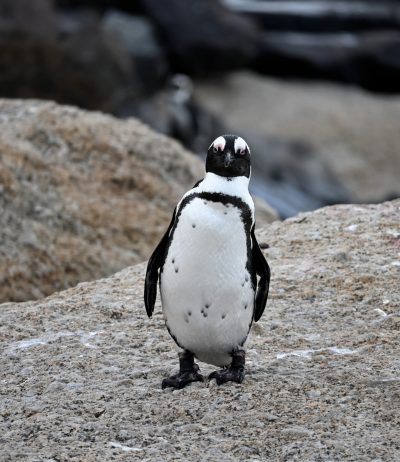 Africa penguin standing on a rock at Seaforth Beach; Simon's Town, South Africa
