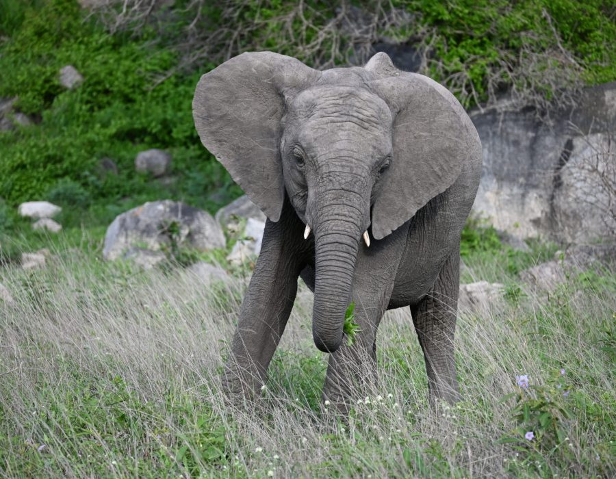 Baby elephant at Kruger National Park; South Africa