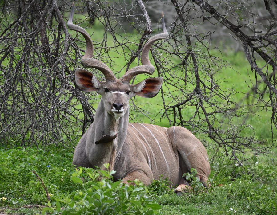 Kudu at Kruger National Park; South Africa