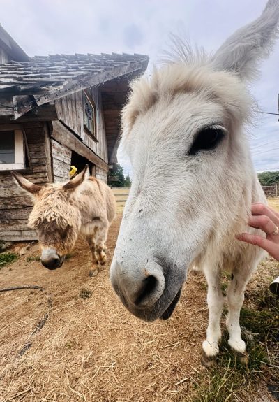 Donkeys at Cowichan Station Creamery; BC, Canada