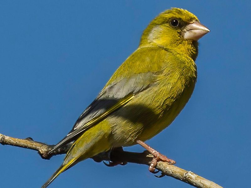 Eurasian Greenfinch