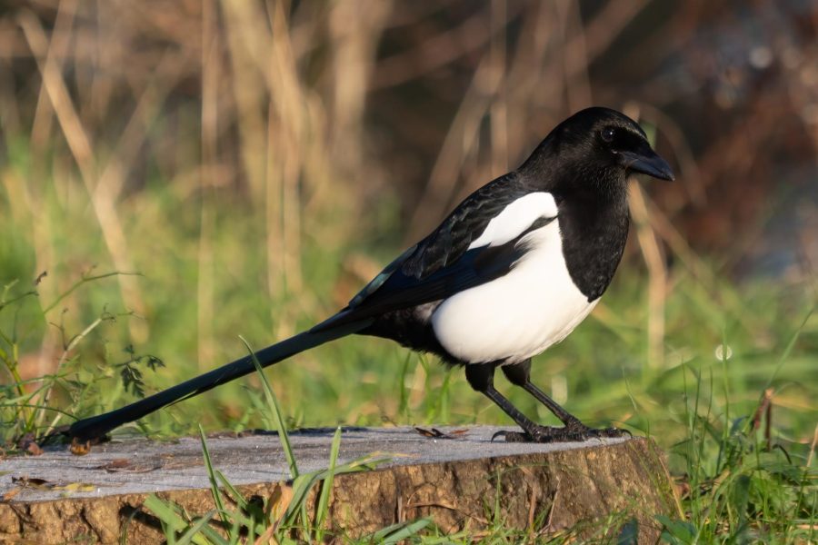 https://en.wikipedia.org/wiki/Eurasian_magpie