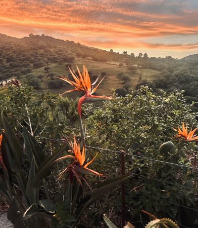 Evenings in the Countryside of Sicily