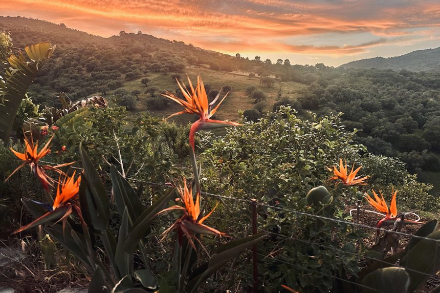 Evenings in the Countryside of Sicily