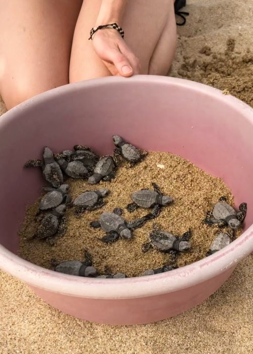 Baby turtles collected from their nest @ Tortugueros Las Playitas (Turtle Sanctuary); Todos Santos, Baja California Sur (Mexico)