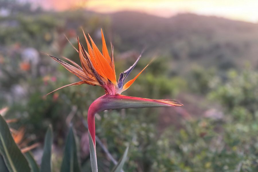 Flower - Bird of Paradise in Sicily