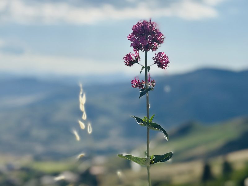 Flower in Petralia Soprana