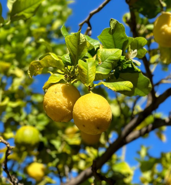 Nothing beats fresh lemons straight from the tree!