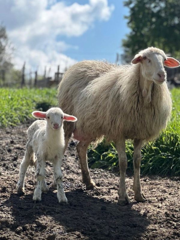 New Lamb 2026