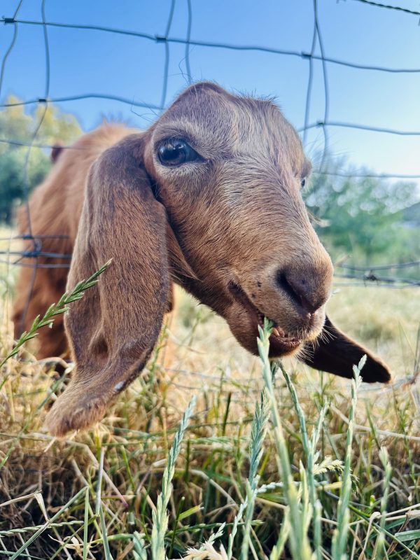 Newest Member of the Farm