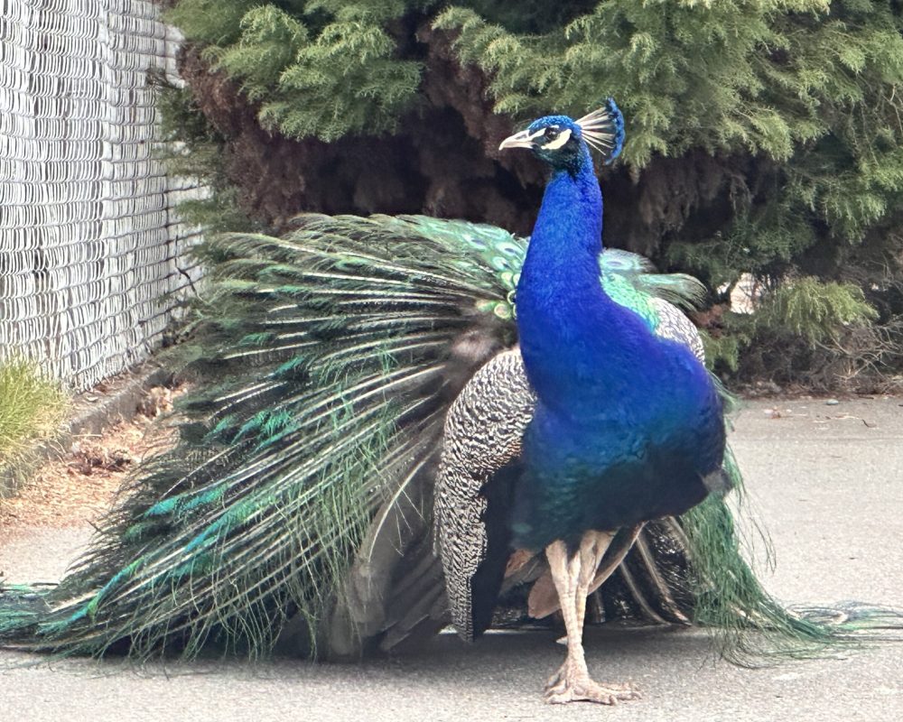 Peacock in Beacon Hill Park
