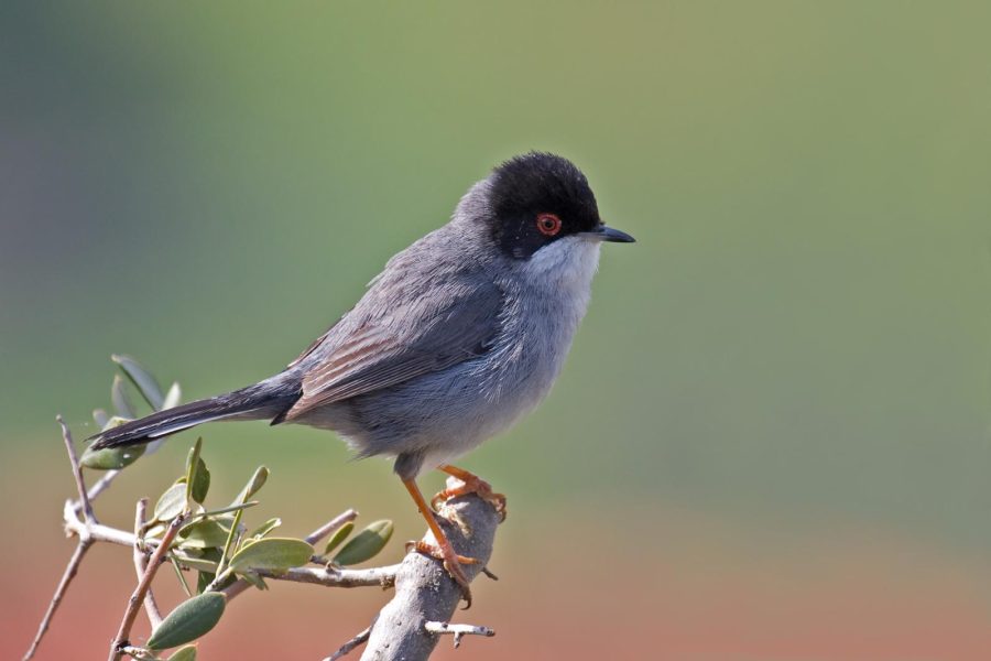 https://en.wiktionary.org/wiki/Sardinian_warbler#/media/File:Sardinian_Warbler.jpg