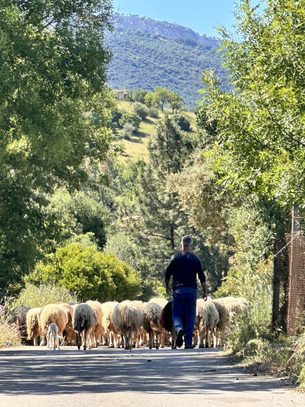 The Life of a Pastore (Shepherd) in Sicily