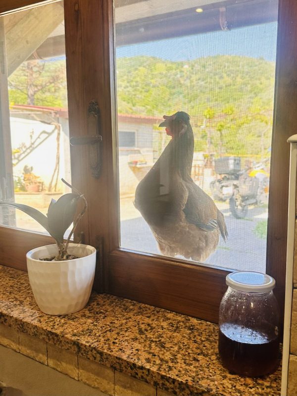 Tizzy Peaking in Our Window