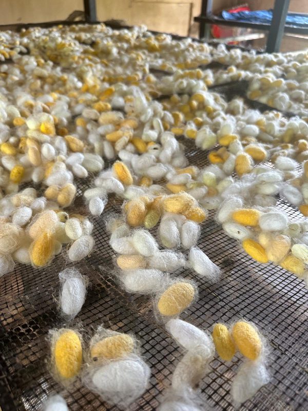 Cocoons from silkworms at Africa Silks Farm; Graskop, South Africa