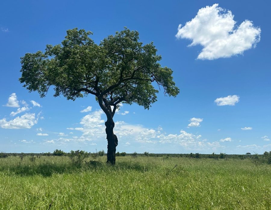 Kruger National Park; South Africa