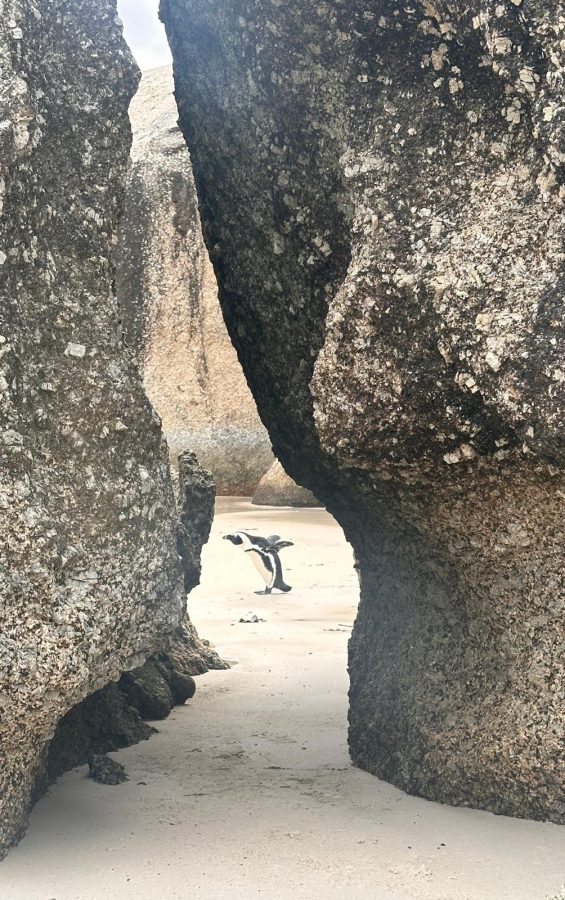 Penguin hiding between the boulders on Boulders Beach; Simon's Town, South Africa