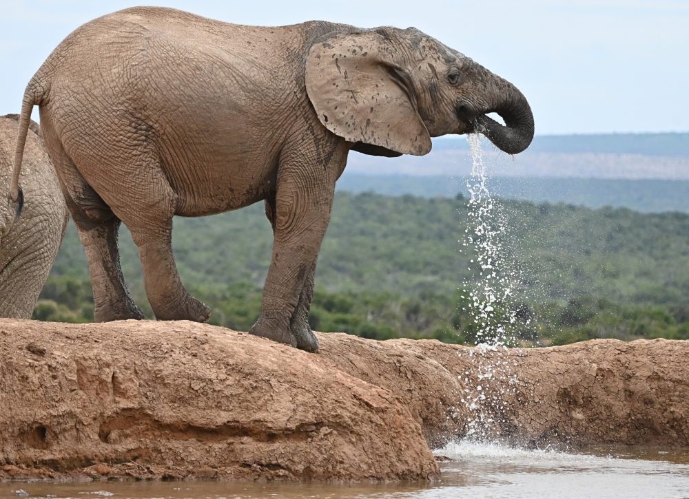 African Elephant drinking at a watering hole; Addo Elephant Park, South Africa