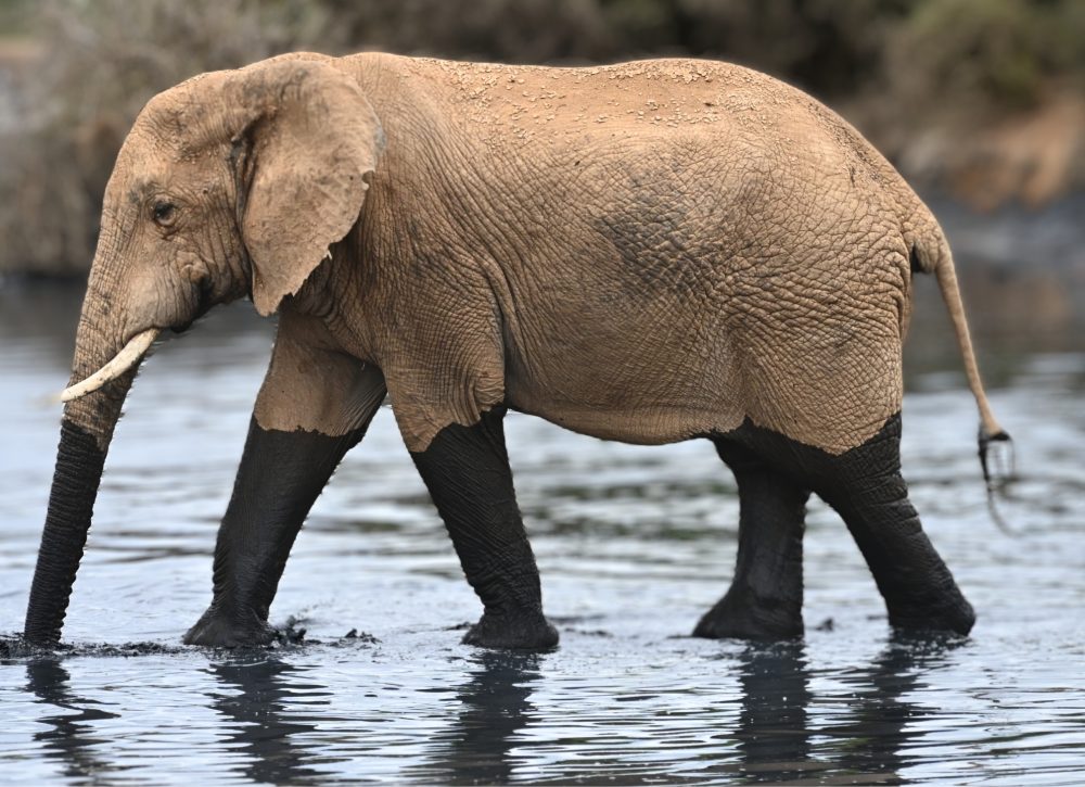 African elephant walking through mud; Addo Elephant Park, South Africa