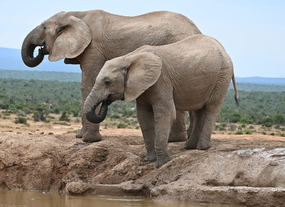 African Elephants - Mother and daughter drinking at a watering hole; Addo Elephant Park, South Africa