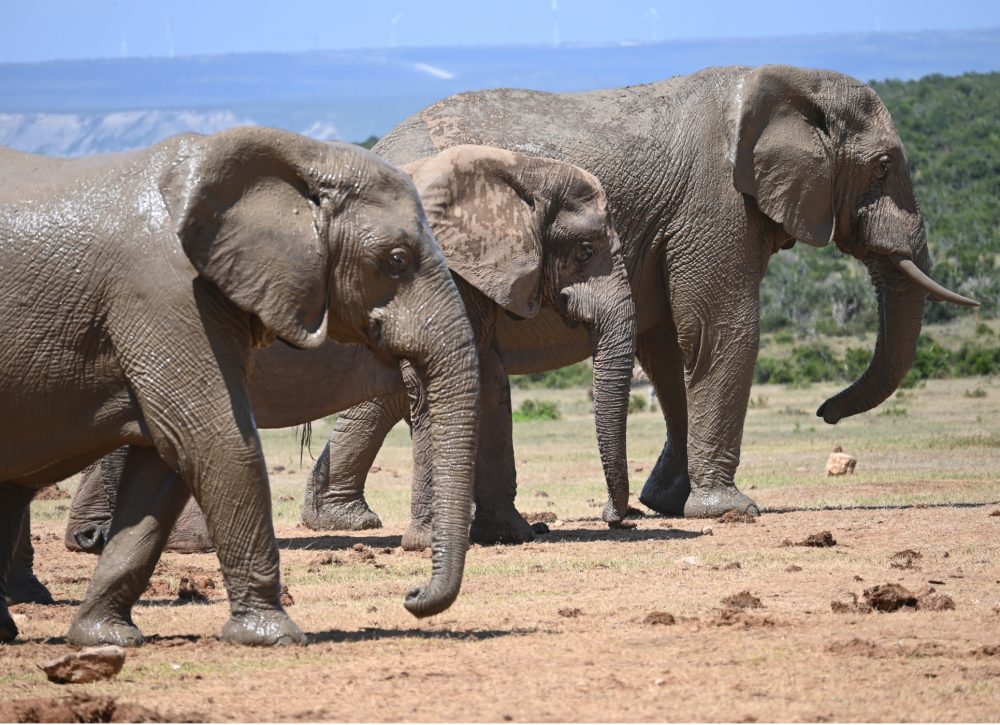 Three Female African Elephants lined up parallel to each other; Addo Elephant Park, South Africa