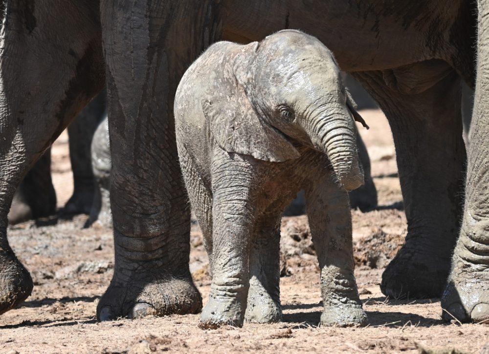 Baby African Elephant; Addo Elephant Park, South Africa