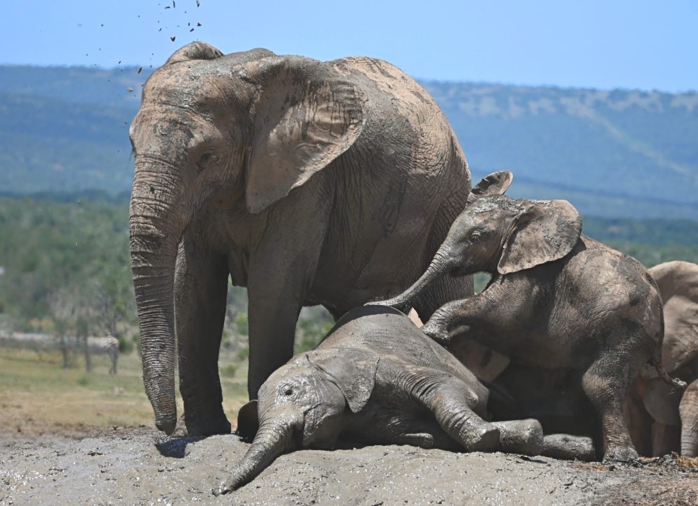 Baby elephant playfully pins down big sister while mother watches; Addo Elephant Park, South Africa