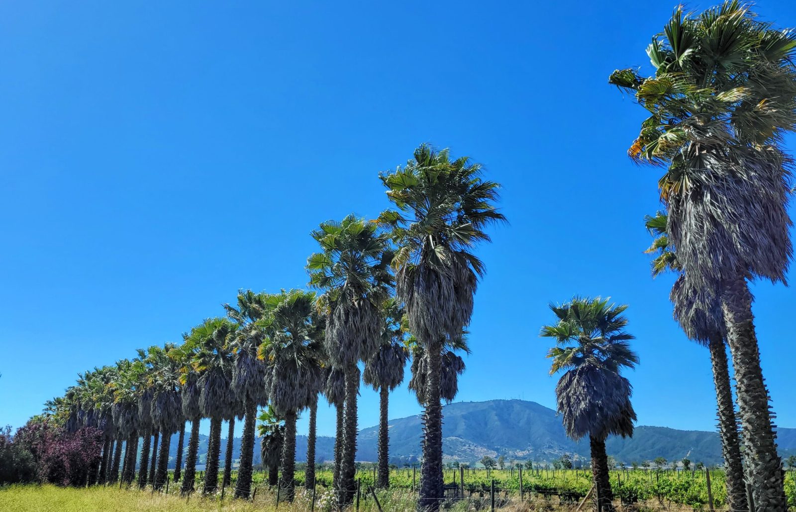 A long line of palm trees with a big blue sky at the entrance to Bodegas RE vineyard; Casablanca, Chile