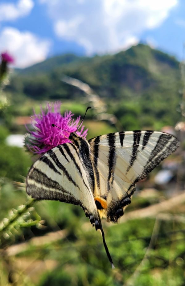 Busy butterfly; Vejtse, Macedonia