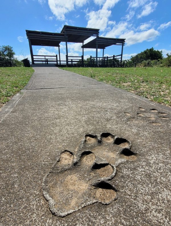 Hippo footprints at Catalina Bay Lookout in iSimangaliso Wetland Park; St Lucia, South Africa