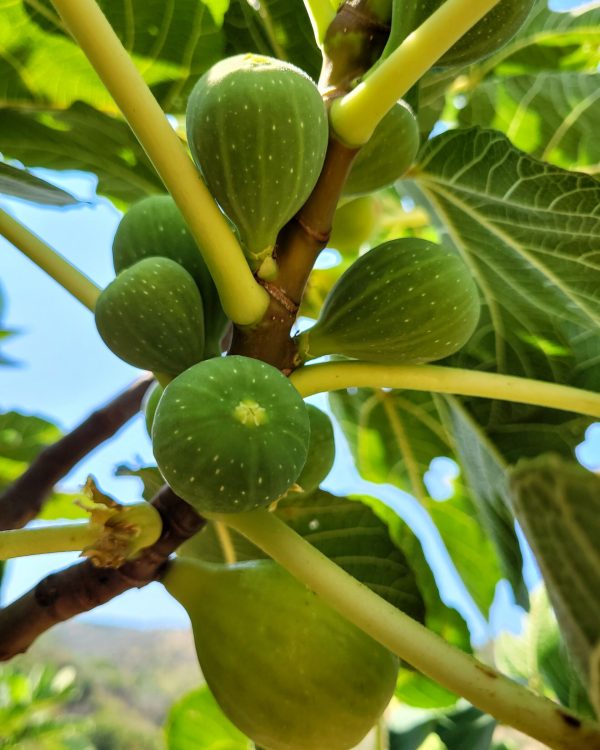 A fig tree in Castelbuono, Sicily (Italy)