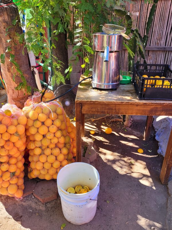 A table is set up with a large stainless steel juicer, plus a white bucket on the ground halfway filled with the discarded oranges, and two large mesh bags of oranges to make freshly squeezed orange juice at Orlando's restaurant; Loreto, Baja California Sur (Mexico)