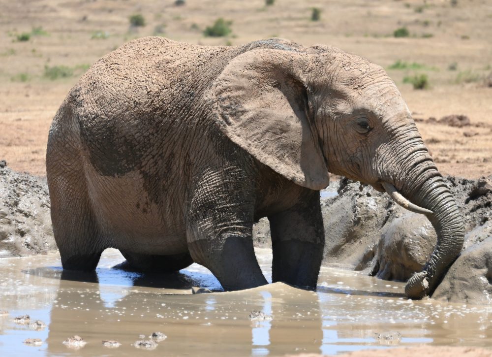 A Juvenile African Elephant is standing knee deep in a muddy watering hole; Addo Elephant Park, South Africa