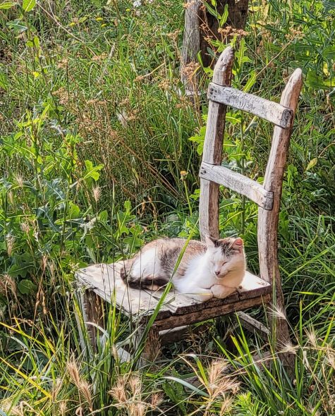 Neighbour's kitty soaking in the sun; Vejtse, North Macedonia