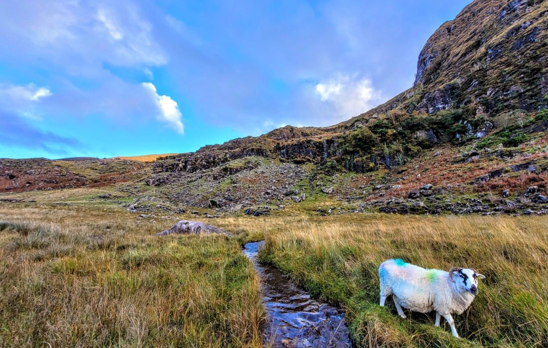 A lone sheep enjoying its freedom in the Gap of Dunloe; Killarney, Ireland