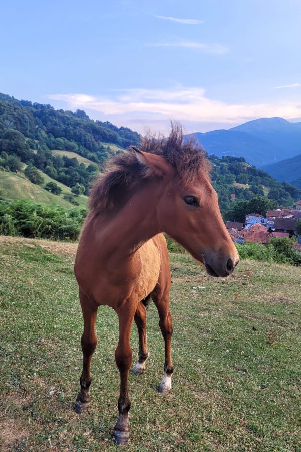 My neighbour's foal; Vejtse, North Macedonia