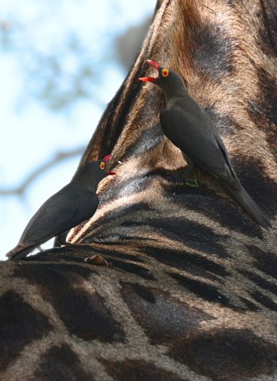 A pair of oxpecker birds catching a ride on the back of a giraffe @ Kruger National Park; South Africa