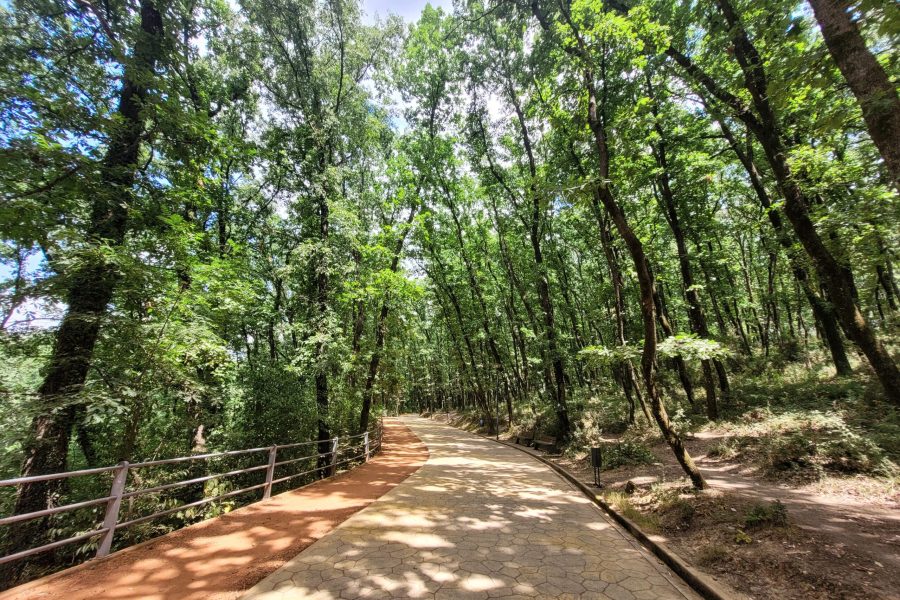 A largely shaded forested area with tall trees along a cobblestone path @ Tirana Park; Tirana, Albania