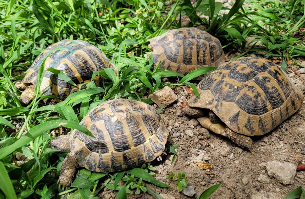 Turtle family in our front garden; Durres, Albania