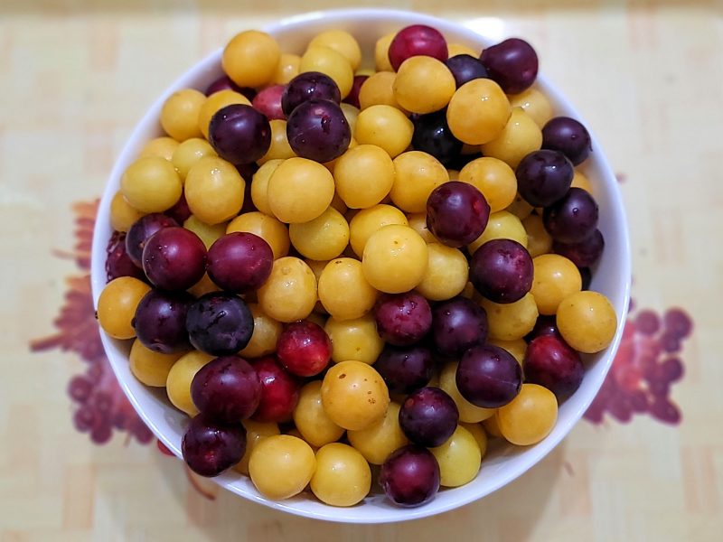 Wild plums from the Shar Mountains; Vejtse, North Macedonia